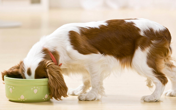 Советы по выбору питания для собак