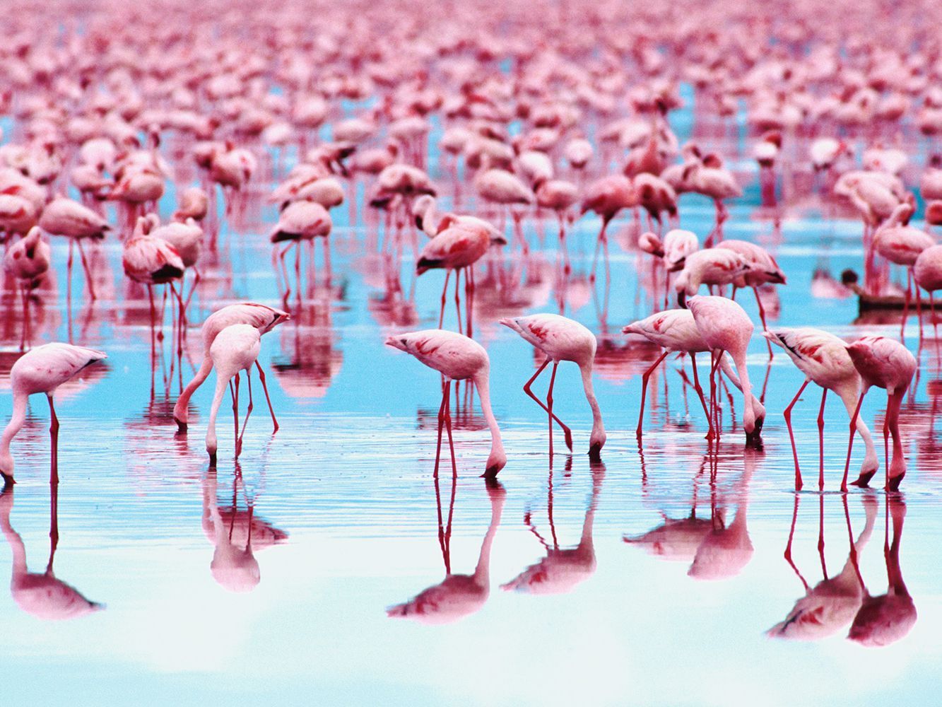 Фламинго: описание и место обитания
