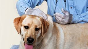 Прививка от бешенства для собак - залог безопасности здоровья животного и окружающих людей