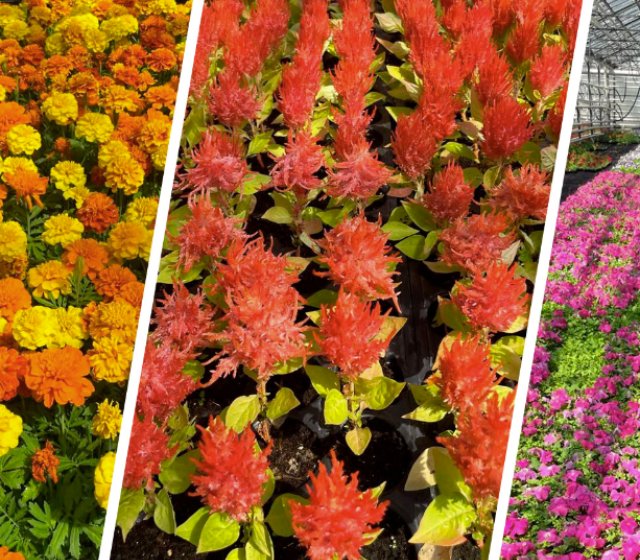 Цветы от Вертограда: Вдохновение для вашего сада Цветы от Вертограда: Вдохновение для вашего сада