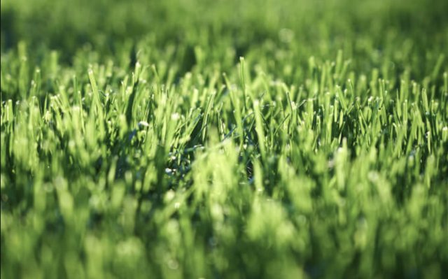 Секреты здоровья вашего газона от Absolute Green Секреты здоровья вашего газона от Absolute Green