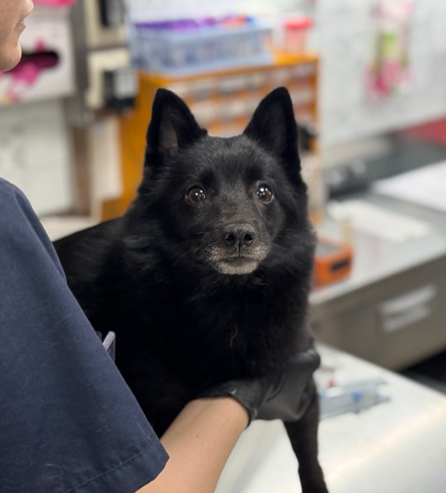 Забота о хвостиках: секреты ветеринарной клиники Честер